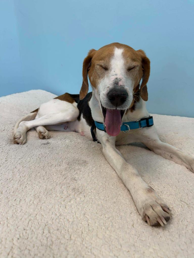 Mary, Adopted, Adult Female Hound & Mixed Breed.