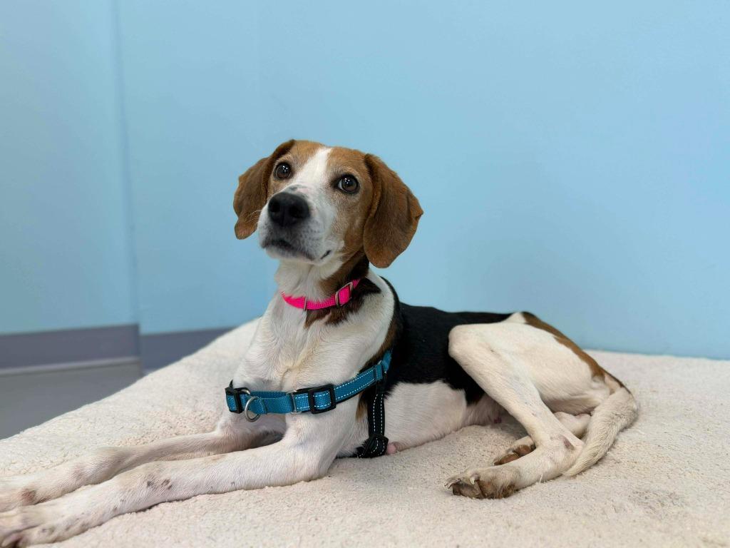 Enlarge Mary, a Adopted mixed breed in Raleigh, NC image 2/6