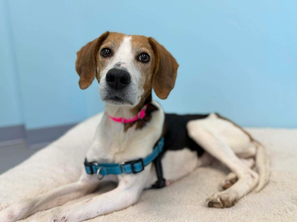 Enlarge Mary, a Adopted mixed breed in Raleigh, NC image 3/6