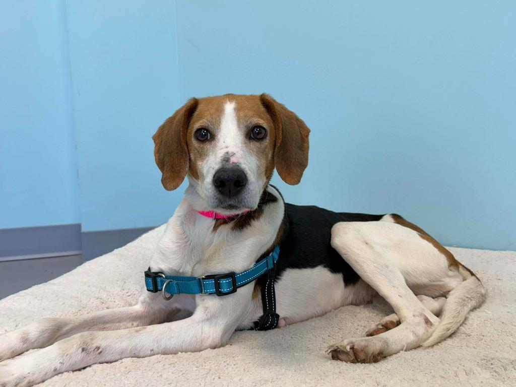 Enlarge Mary, a Adopted mixed breed in Raleigh, NC image 4/6