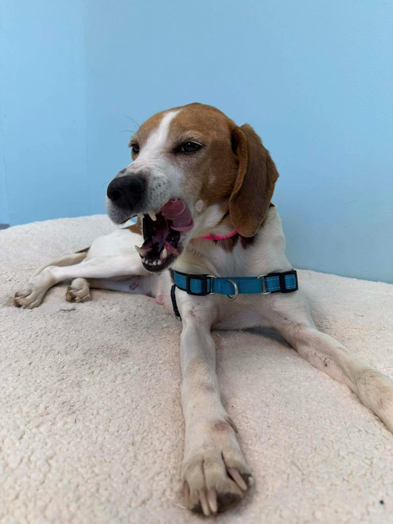 Enlarge Mary, a Adopted mixed breed in Raleigh, NC image 5/6