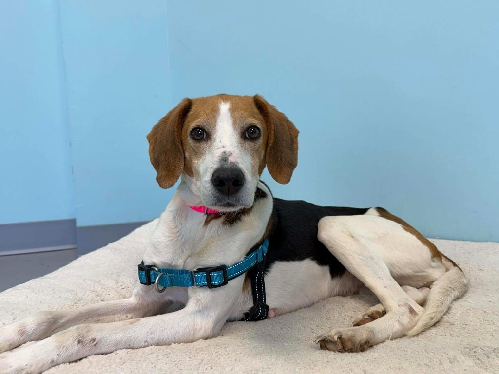 Enlarge Mary, a Adopted mixed breed in Raleigh, NC image 6/6