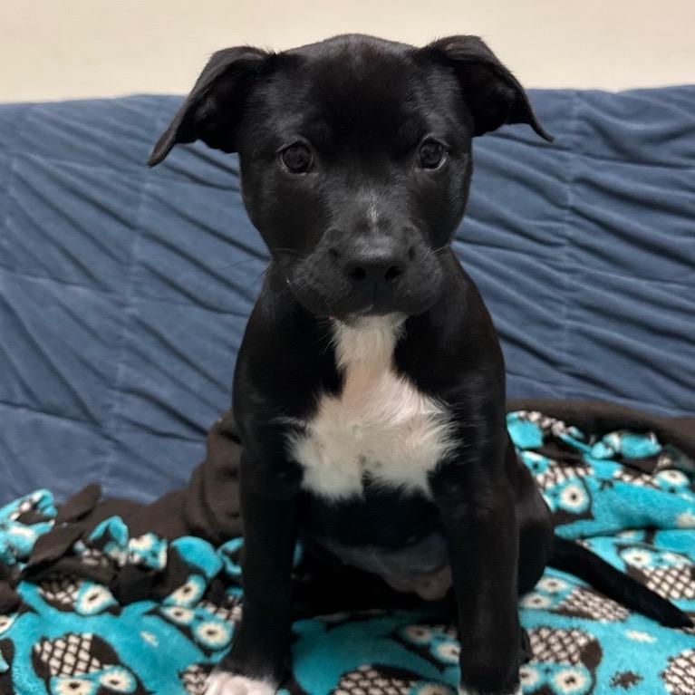 Enlarge Esmeralda, a Adoptable mixed breed in Santa Barbara, CA image 1/4