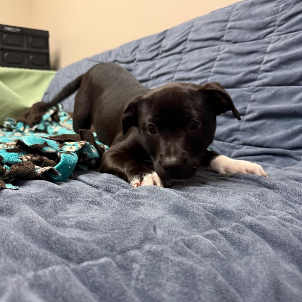 Enlarge Esmeralda, a Adoptable mixed breed in Santa Barbara, CA image 2/4