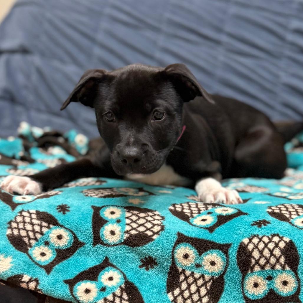 Enlarge Esmeralda, a Adoptable mixed breed in Santa Barbara, CA image 3/4