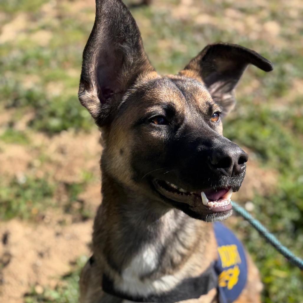 Pixie, Adoptable, Young Female German Shepherd Dog & Mixed Breed.