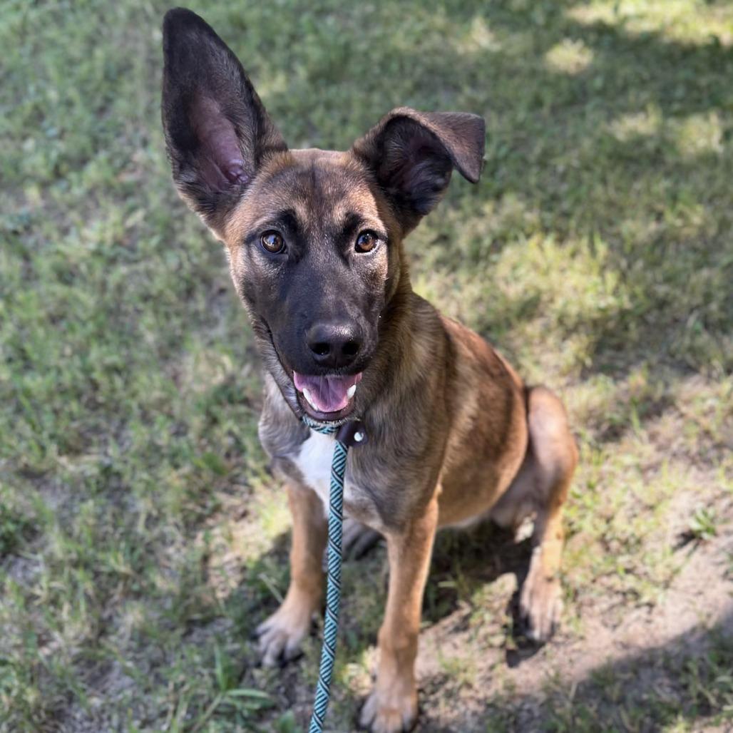 Pixie, a Adoptable mixed breed in San Jacinto, CA image 1/6
