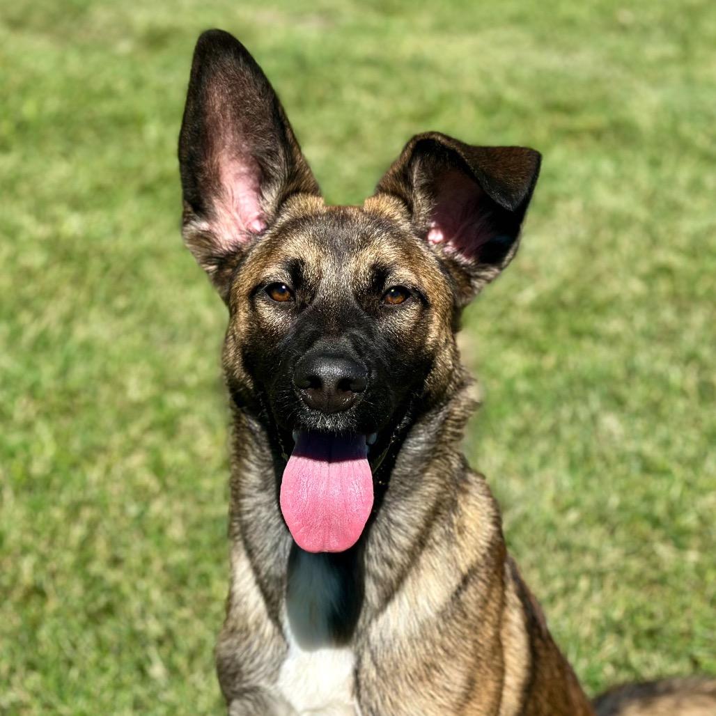 Pixie, a Adoptable mixed breed in San Jacinto, CA image 2/6