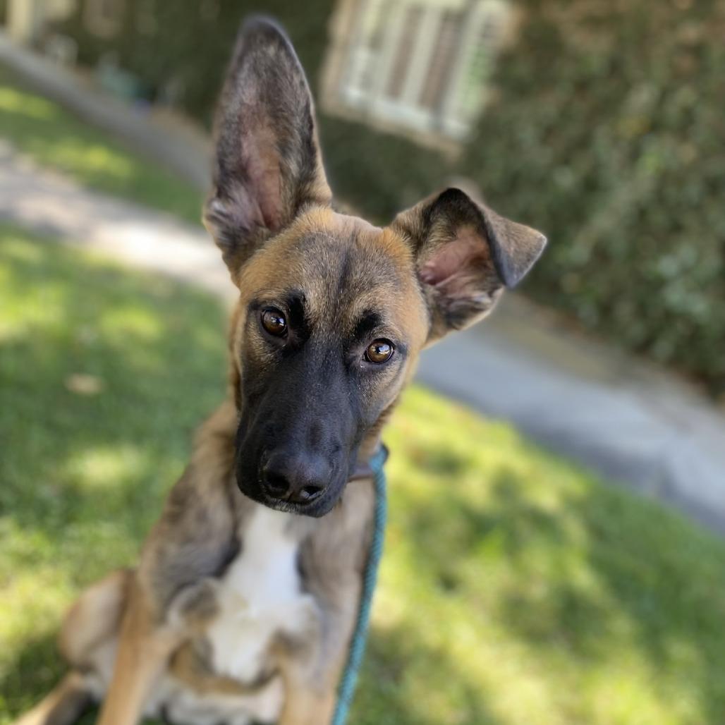 Pixie, a Adoptable mixed breed in San Jacinto, CA image 3/6