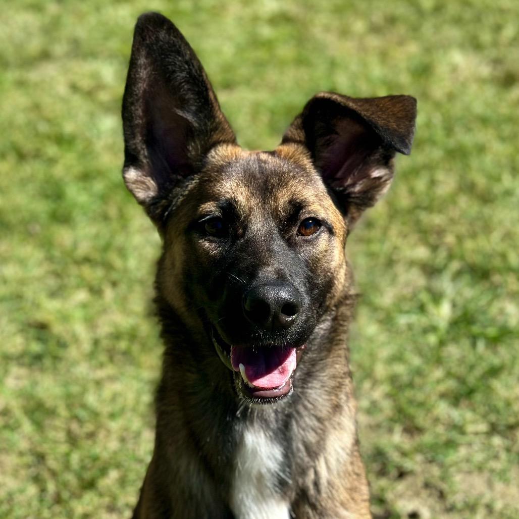 Pixie, a Adoptable mixed breed in San Jacinto, CA image 4/6