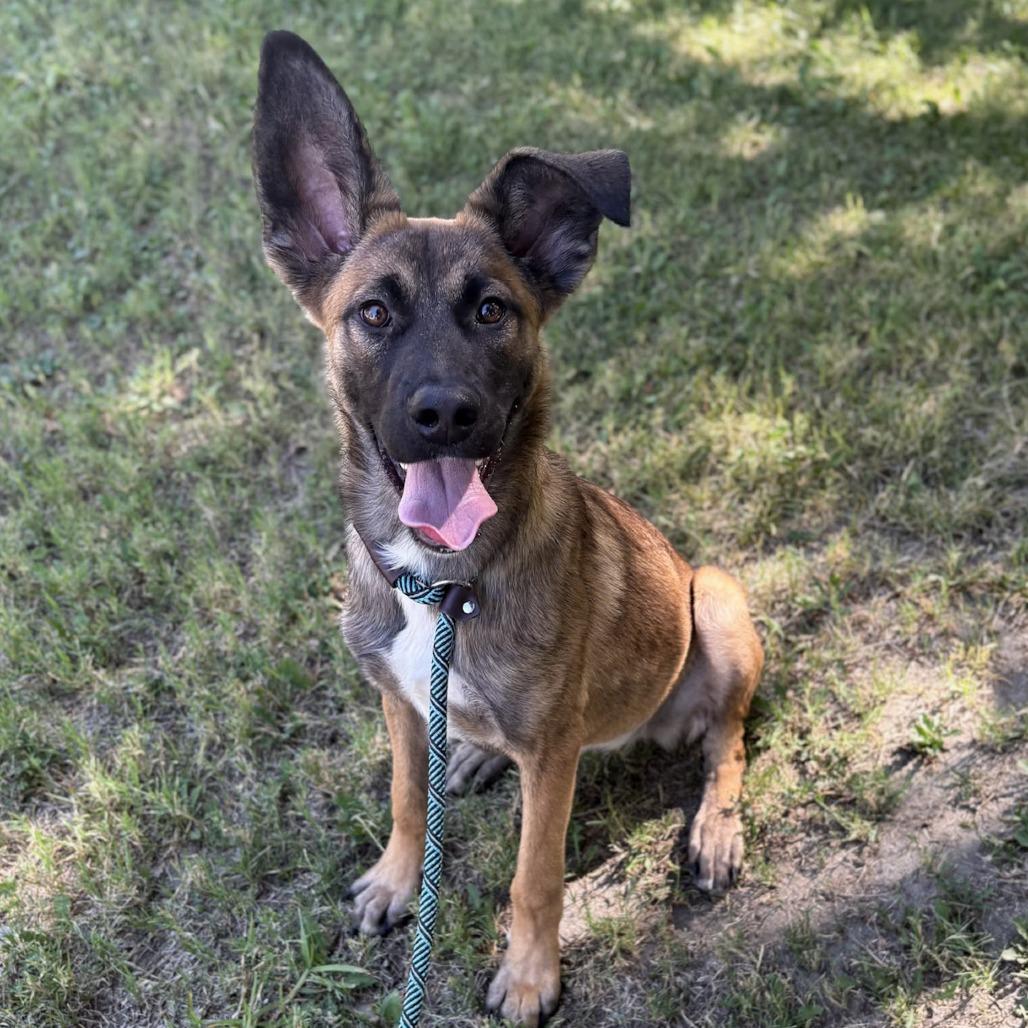 Pixie, a Adoptable mixed breed in San Jacinto, CA image 6/6