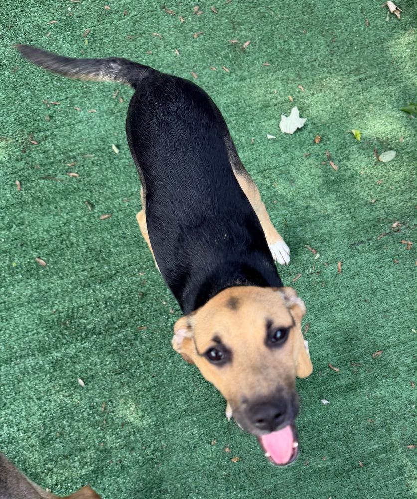 Ava, Adoptable, Puppy Female Retriever.