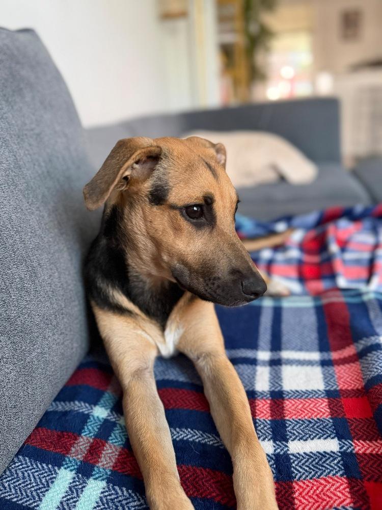 Enlarge Ava, a Adoptable mixed breed in Valley Stream, NY image 3/5
