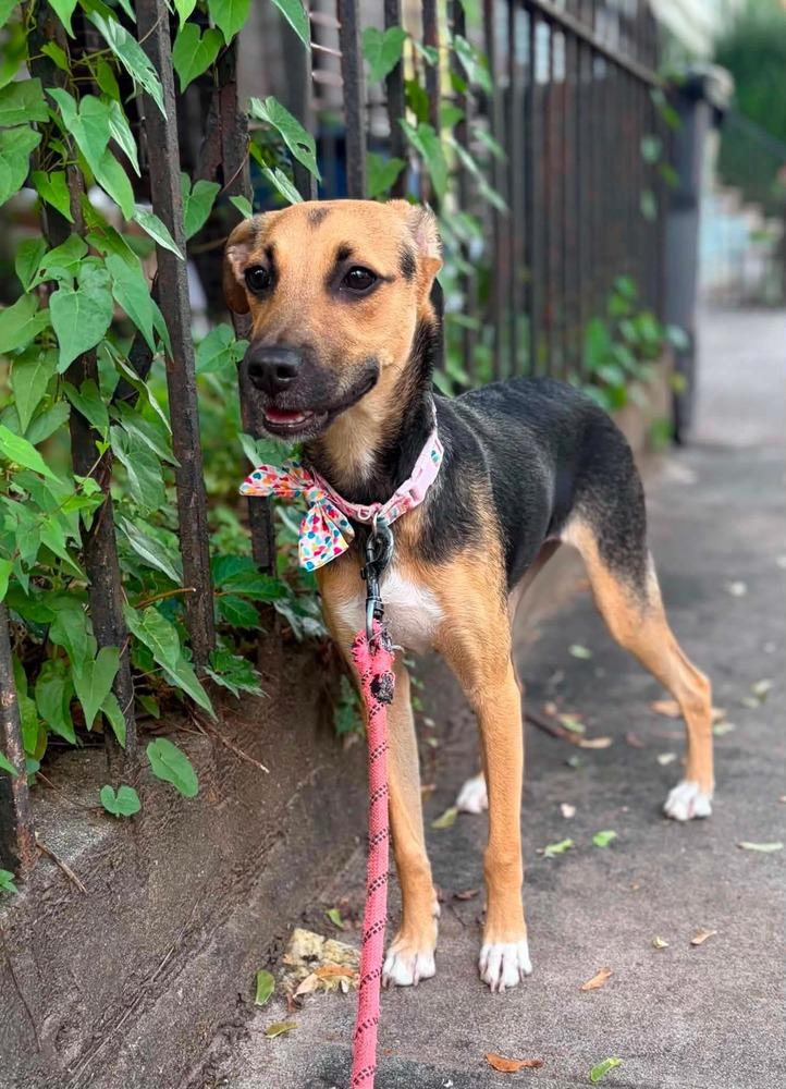 Enlarge Ava, a Adoptable mixed breed in Valley Stream, NY image 3/6