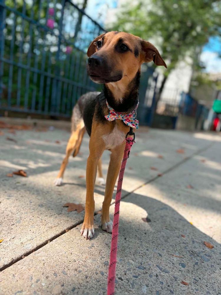 Enlarge Ava, a Adoptable mixed breed in Valley Stream, NY image 4/6
