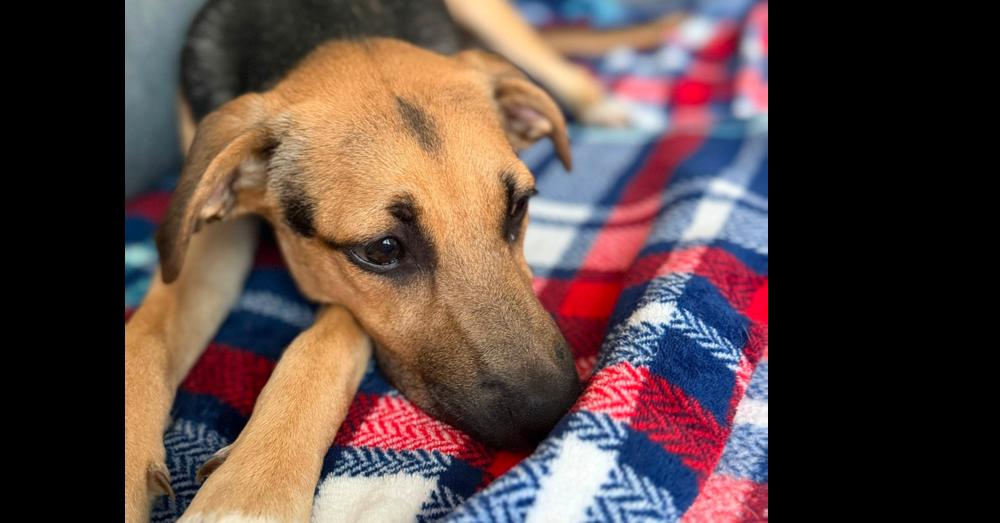 Enlarge Ava, a Adoptable mixed breed in Valley Stream, NY image 4/5
