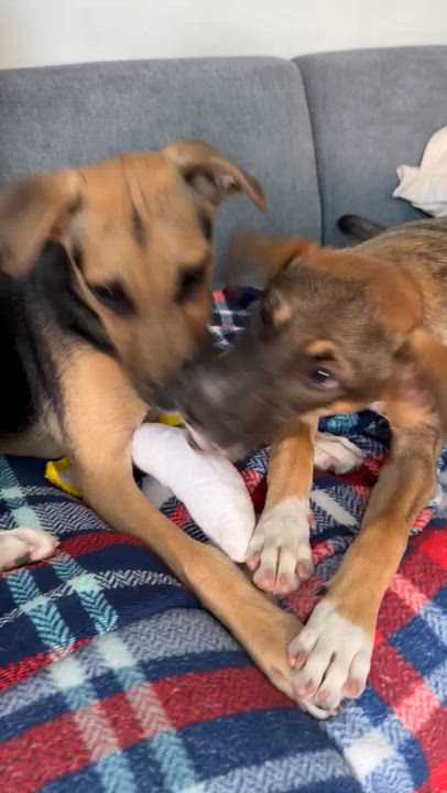 Enlarge Ava, a Adoptable mixed breed in Valley Stream, NY video 5/5