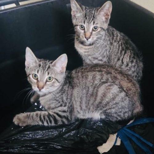 Enlarge Mia, Zeke, and Indy, a Adoptable Domestic Short Hair in Seven Valleys, PA image 1/2
