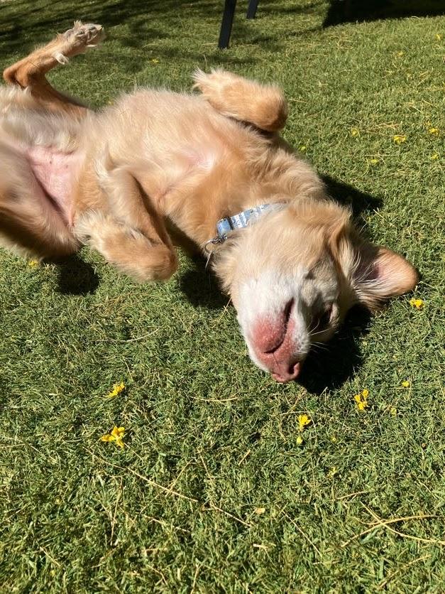 Enlarge Putter, a ADOPTABLE mixed breed in Scottsdale, AZ image 2/6