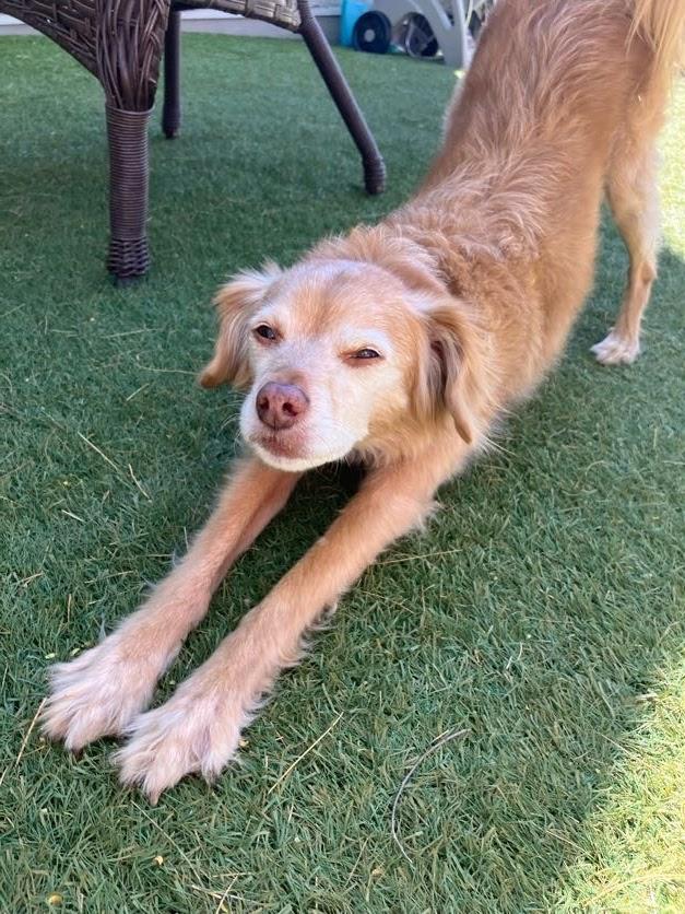 Enlarge Putter, a ADOPTABLE mixed breed in Scottsdale, AZ image 4/6