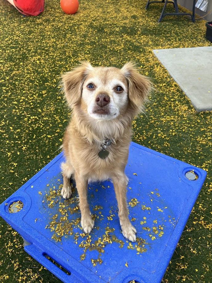 Putter, ADOPTABLE, Senior Male Chihuahua & Cavalier King Charles Spaniel.