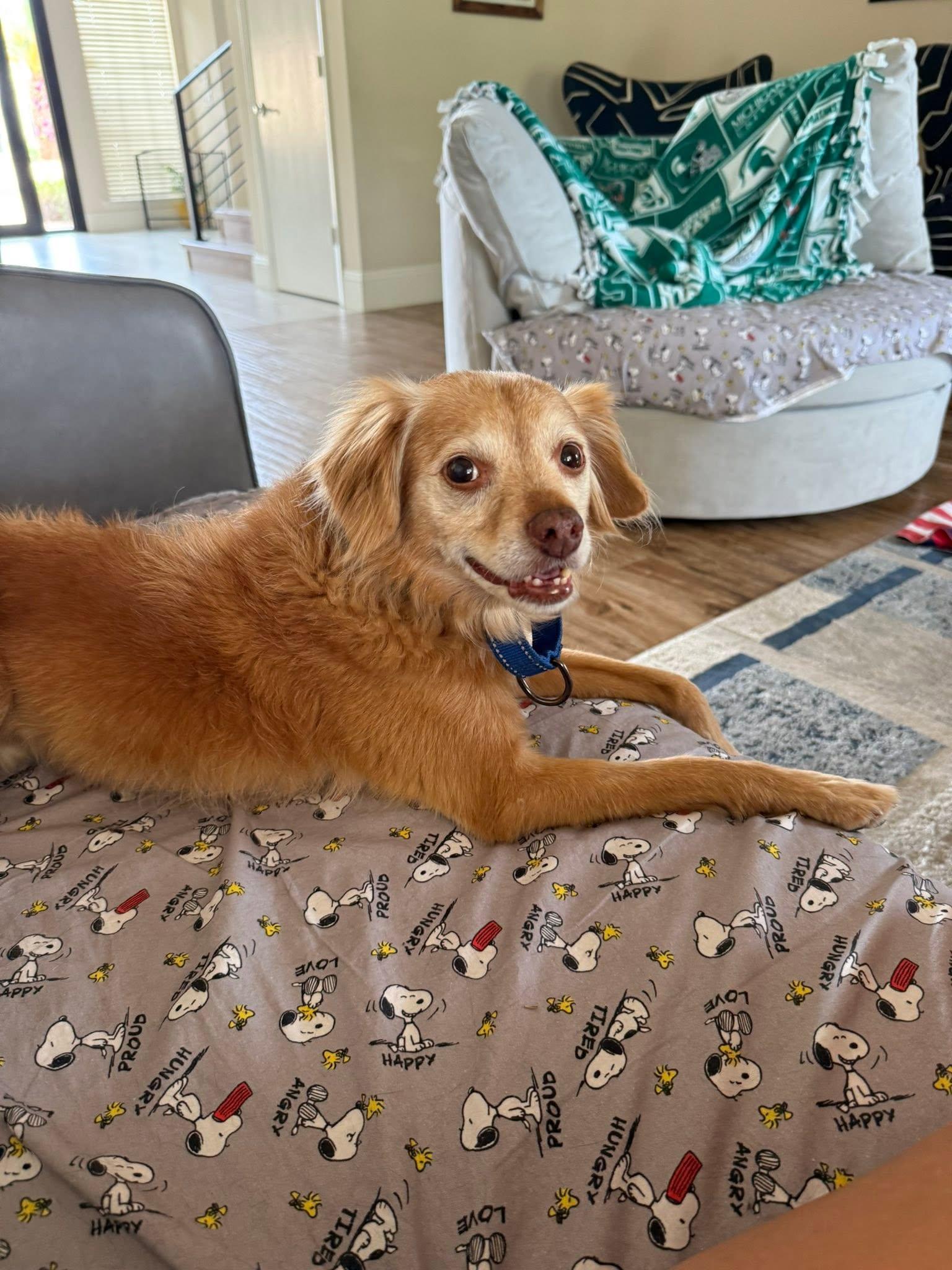 Enlarge Putter, a ADOPTABLE mixed breed in Scottsdale, AZ image 3/6