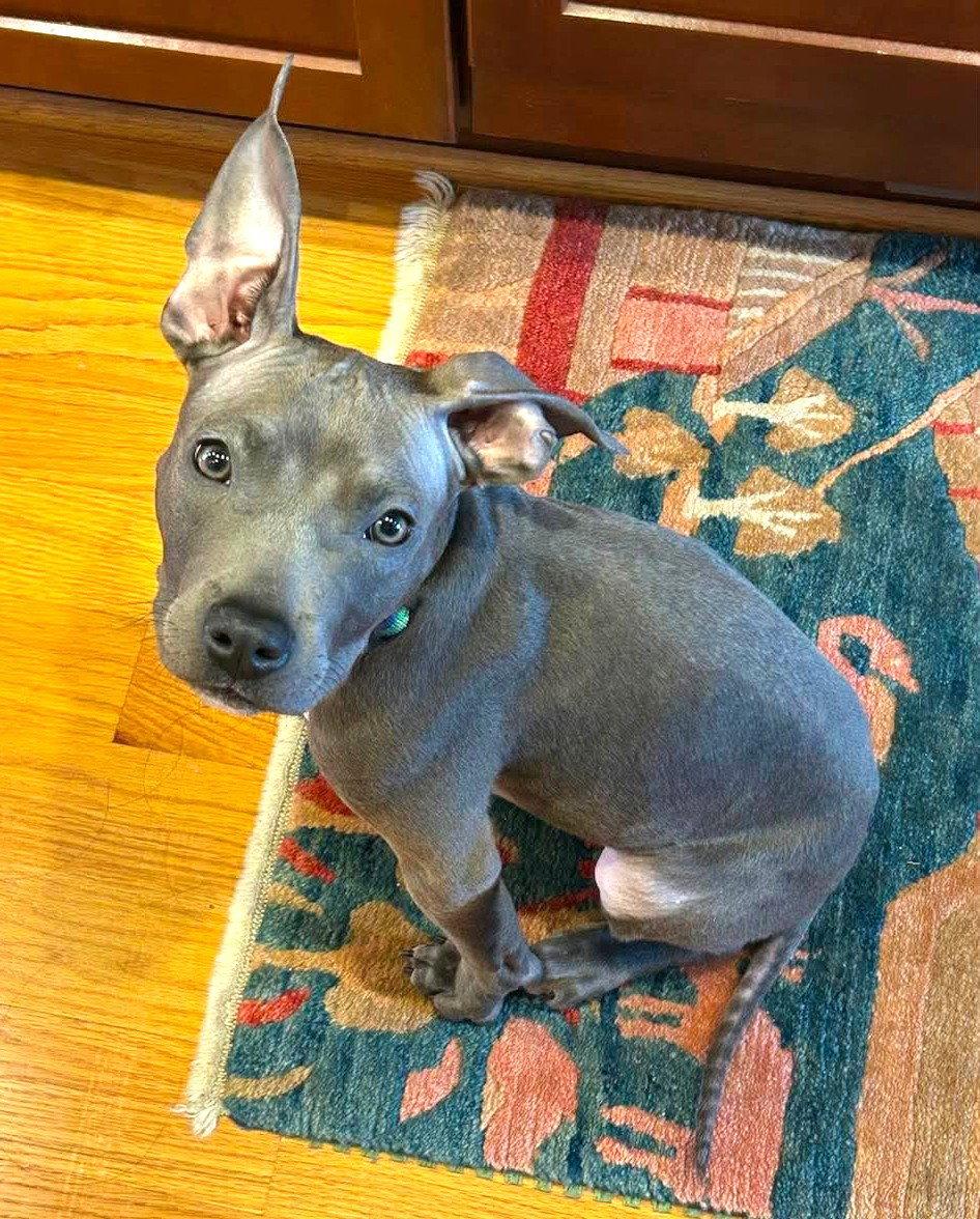 Little Brother (puppy), Adopted, Young Male Boxer & Terrier.