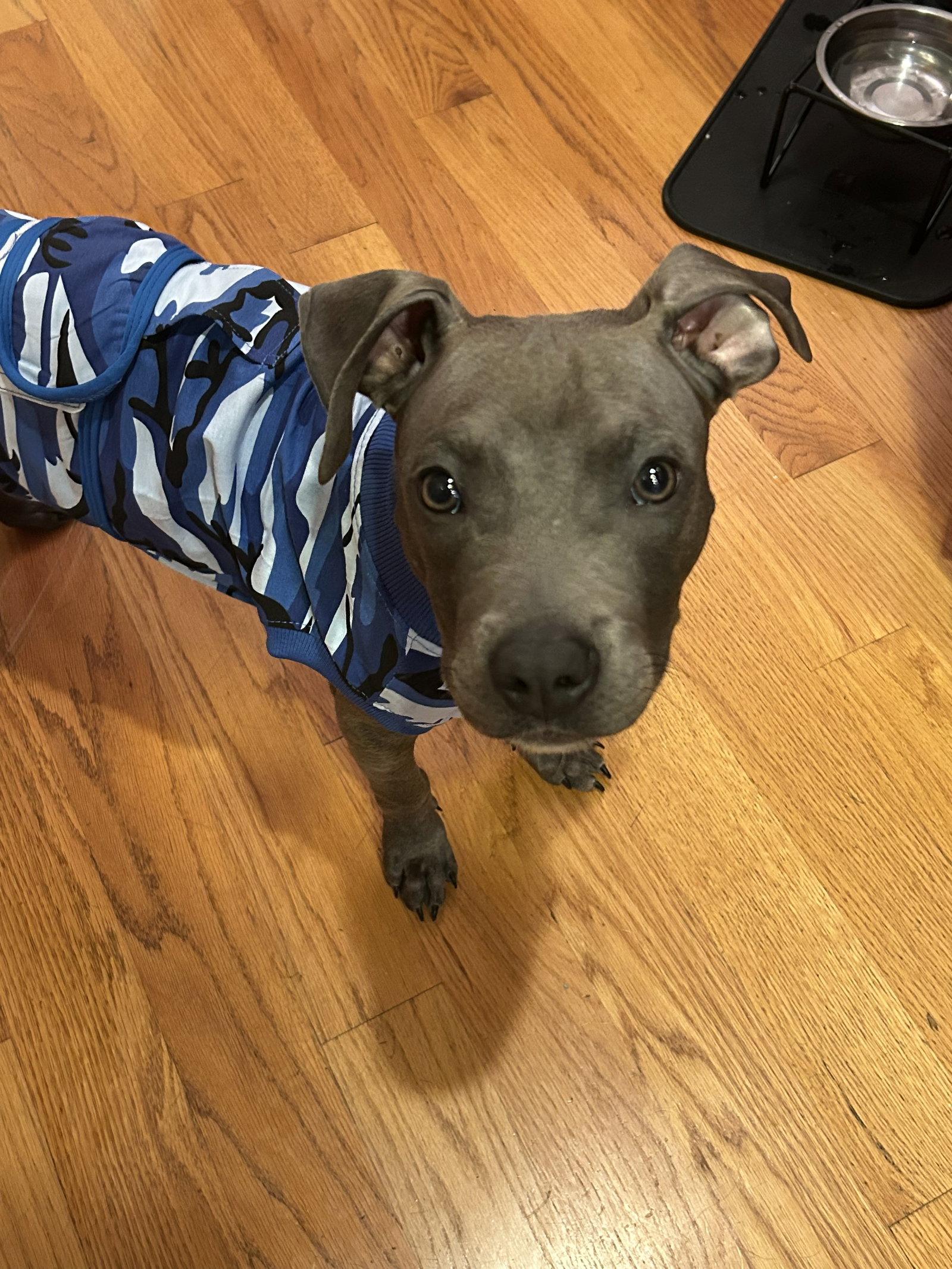 Little Brother (puppy), a Adopted mixed breed in Rockville, MD image 2/3