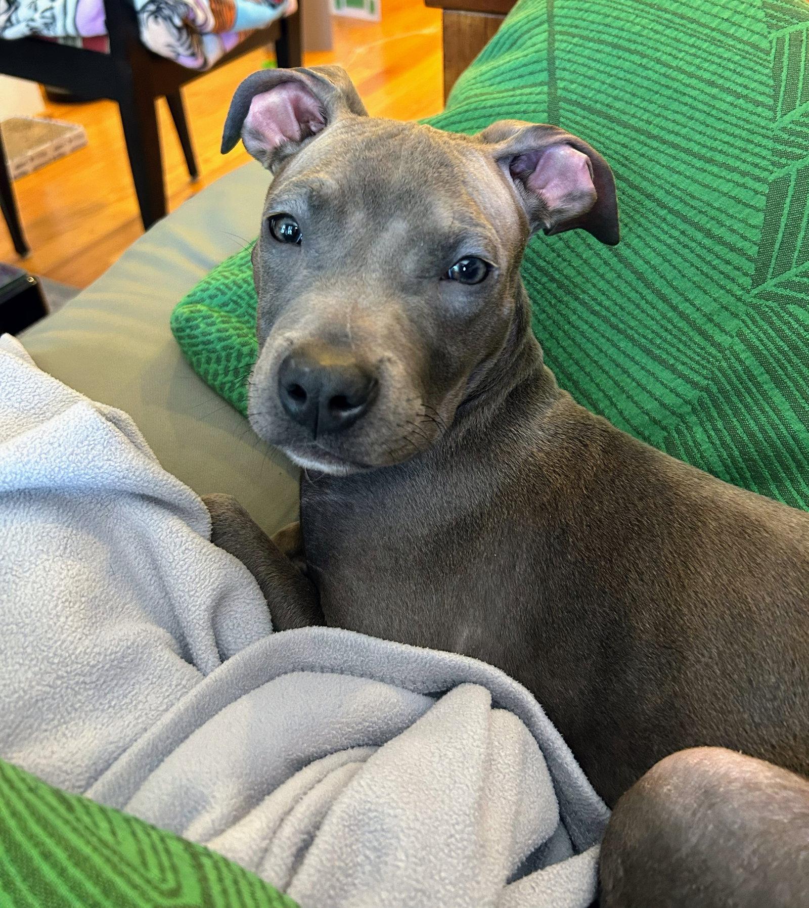 Little Brother (puppy), a Adopted mixed breed in Rockville, MD image 3/3