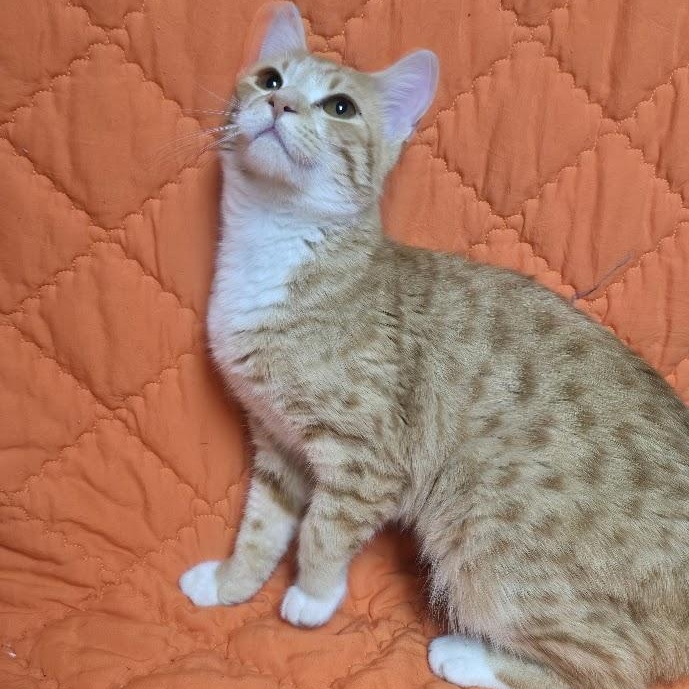 Victoria, an adopted Domestic Short Hair in Waterloo, IA image 2/2