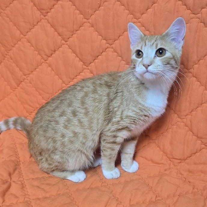 Victoria, adopted, Young Female Domestic Short Hair.