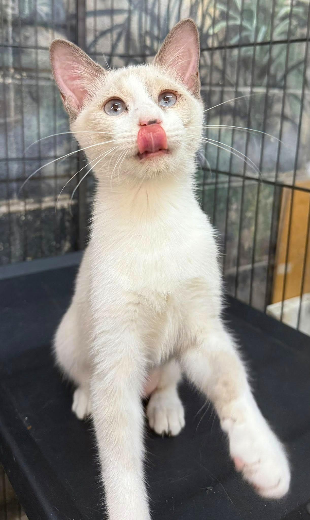 Enlarge Gia, a Adopted mixed breed in Jackson, GA image 2/2