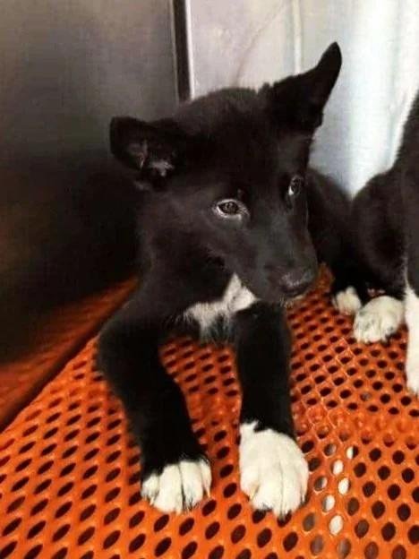 Autumn, Adoptable, Puppy Female Siberian Husky & Labrador Retriever.