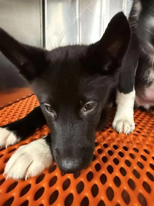 Autumn, a Adoptable mixed breed in Winter Springs, FL image 2/3