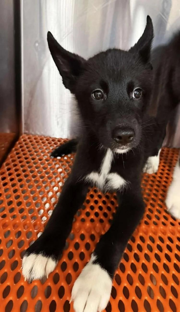 Autumn, a Adoptable mixed breed in Winter Springs, FL image 3/3