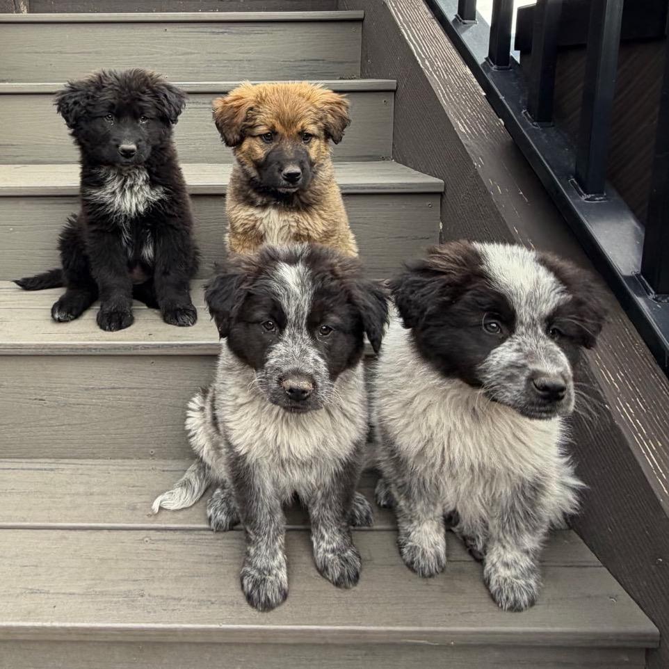 Enlarge Tanya, a Adoptable Mixed Breed in Park City, UT image 2/5