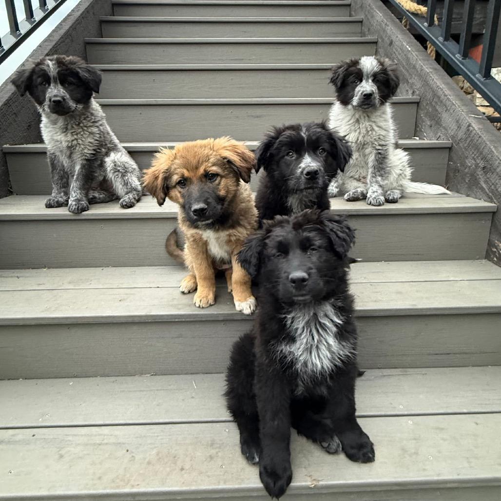 Enlarge Tanya, a Adoptable Mixed Breed in Park City, UT image 3/5