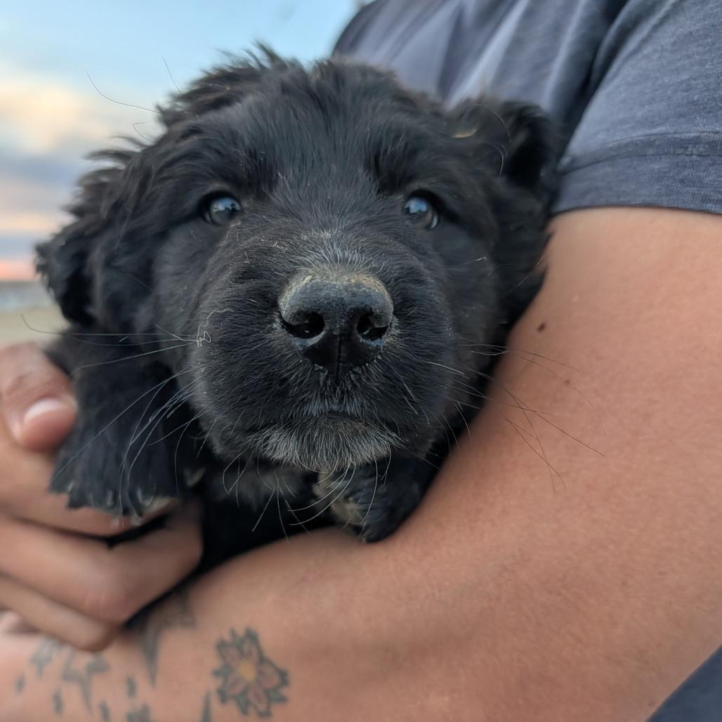 Enlarge Tanya, a Adoptable Mixed Breed in Park City, UT image 4/5