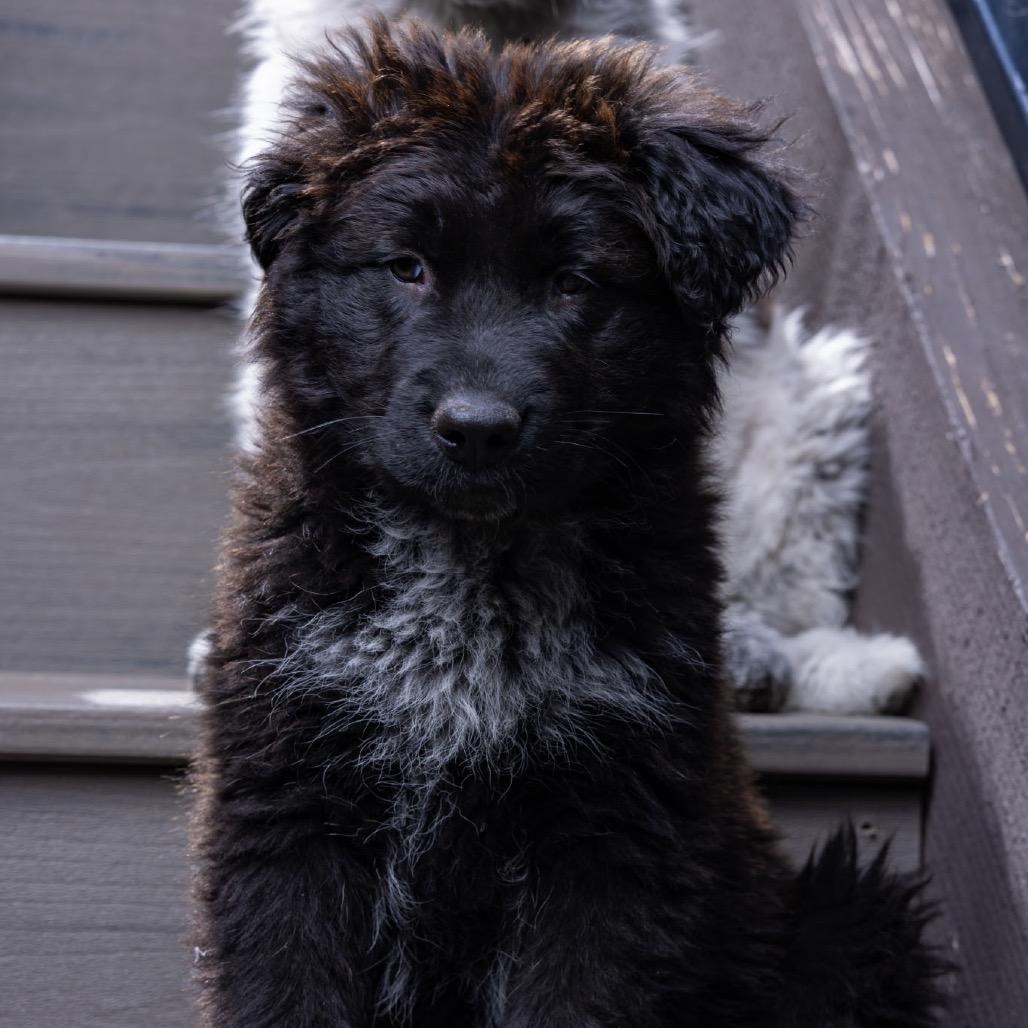 Enlarge Tanya, a Adoptable Mixed Breed in Park City, UT image 5/5