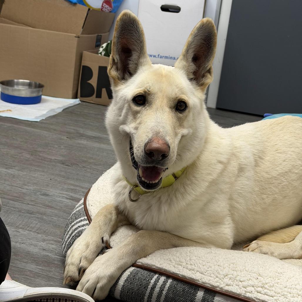 Enlarge Calla fka Candy, a Adoptable White German Shepherd in Camden, DE image 1/3