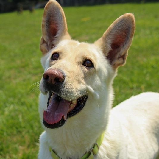 Enlarge Calla fka Candy, a Adoptable White German Shepherd in Camden, DE image 2/3