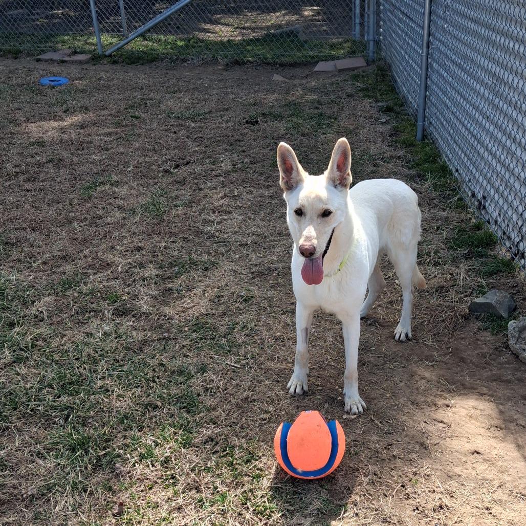 Enlarge Calla fka Candy, a Adoptable White German Shepherd in Camden, DE image 3/3