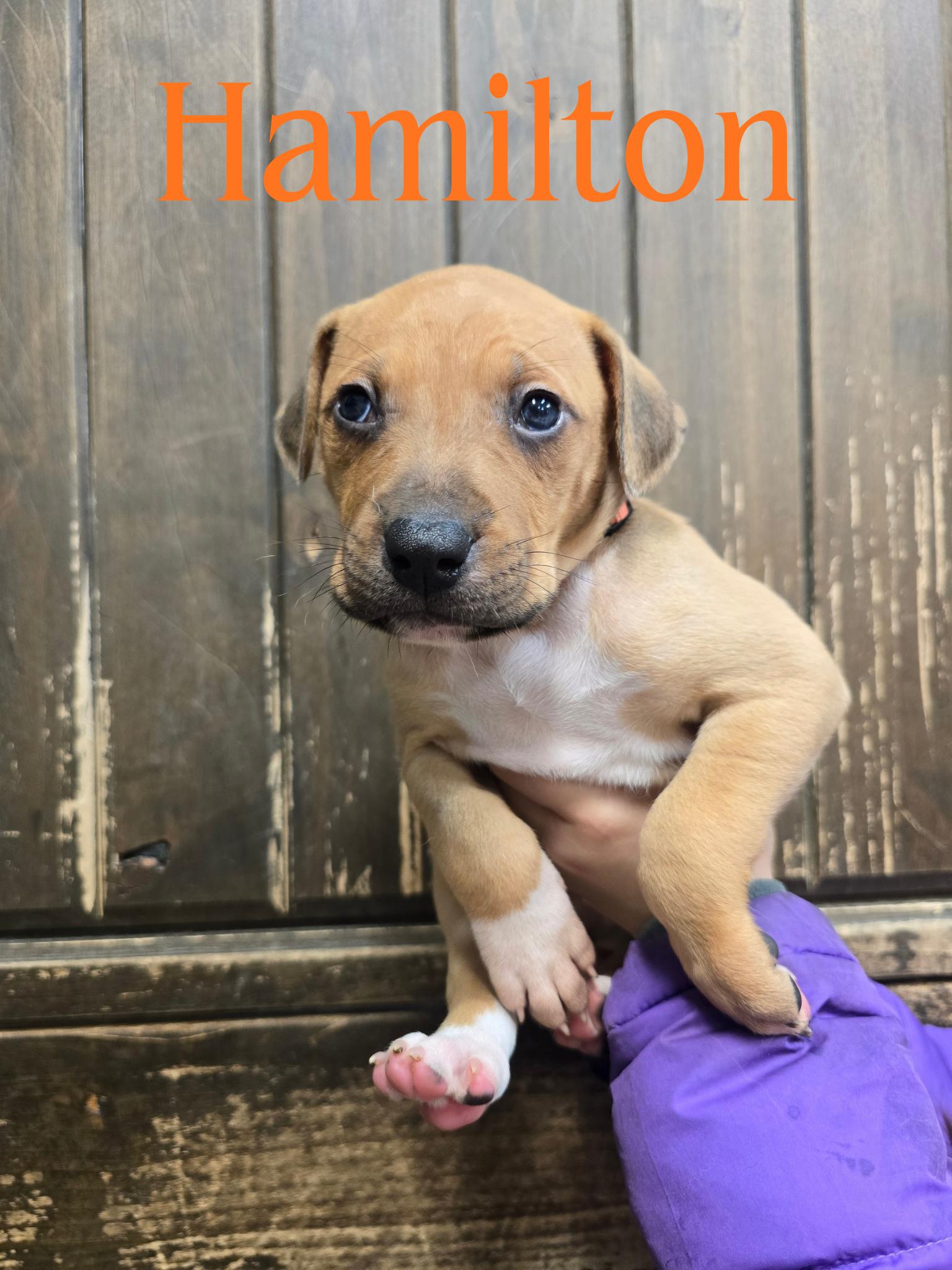 Enlarge Hamilton, a ADOPTABLE Mixed Breed in Wayne, NJ image 1/6