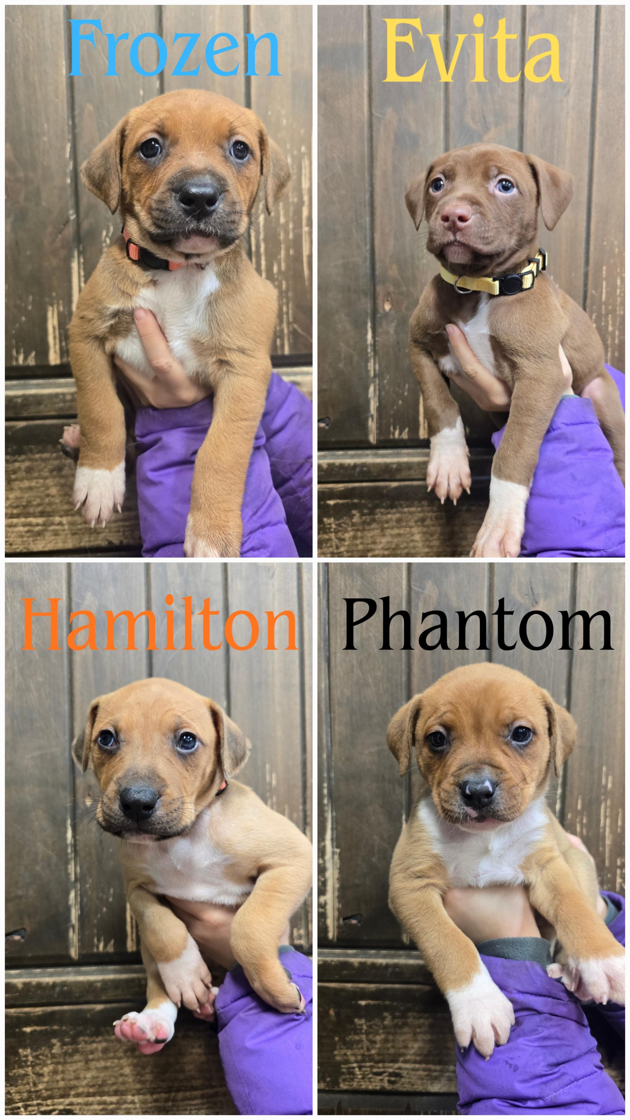 Enlarge Hamilton, a ADOPTABLE Mixed Breed in Wayne, NJ image 6/6