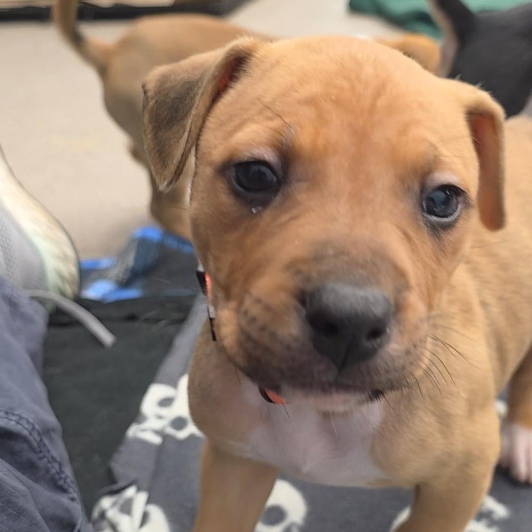 Enlarge Hamilton, a ADOPTABLE Mixed Breed in Wayne, NJ image 4/6