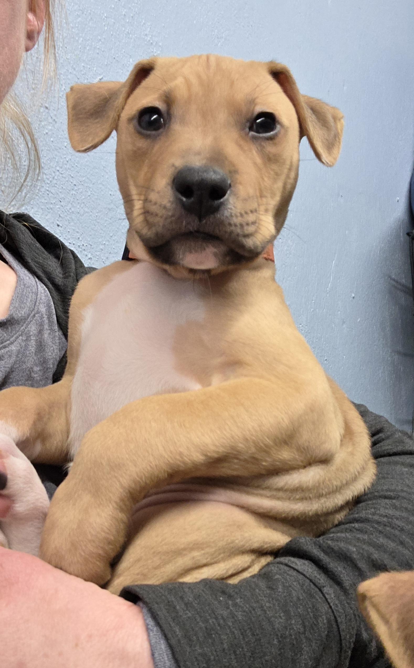 Enlarge Hamilton, a ADOPTABLE Mixed Breed in Wayne, NJ image 5/6