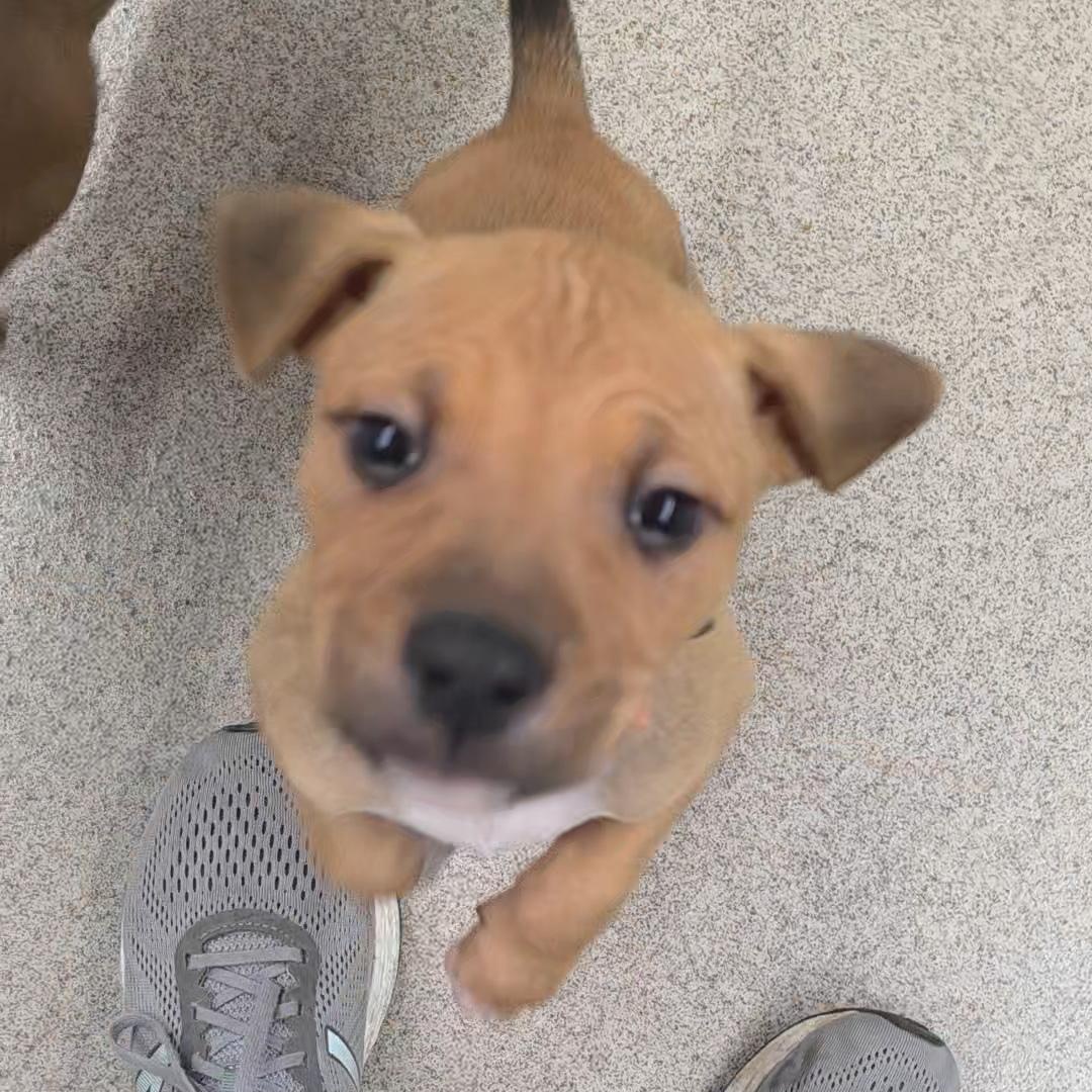 Enlarge Hamilton, a ADOPTABLE Mixed Breed in Wayne, NJ image 3/6