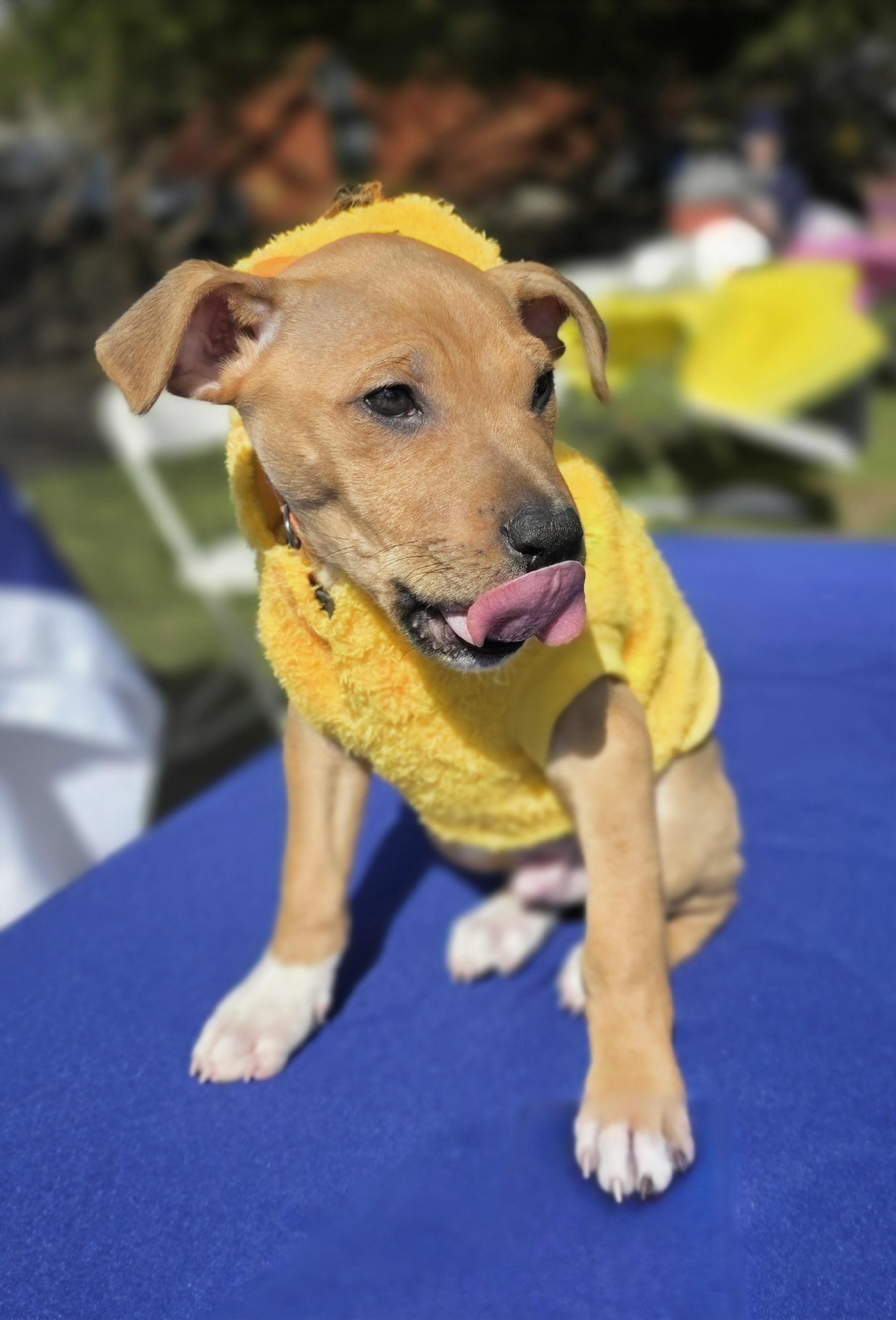 Enlarge Hamilton, a ADOPTABLE Mixed Breed in Wayne, NJ image 2/6