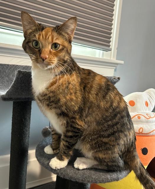 Harp, Adoptable, Adult Female Domestic Short Hair.