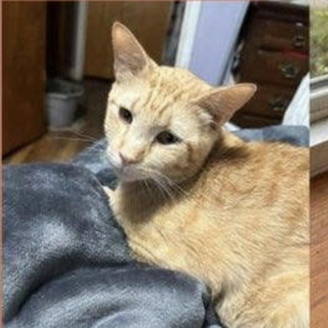 Enlarge Nick, a Adoptable mixed breed in Pittstown, NJ image 4/5